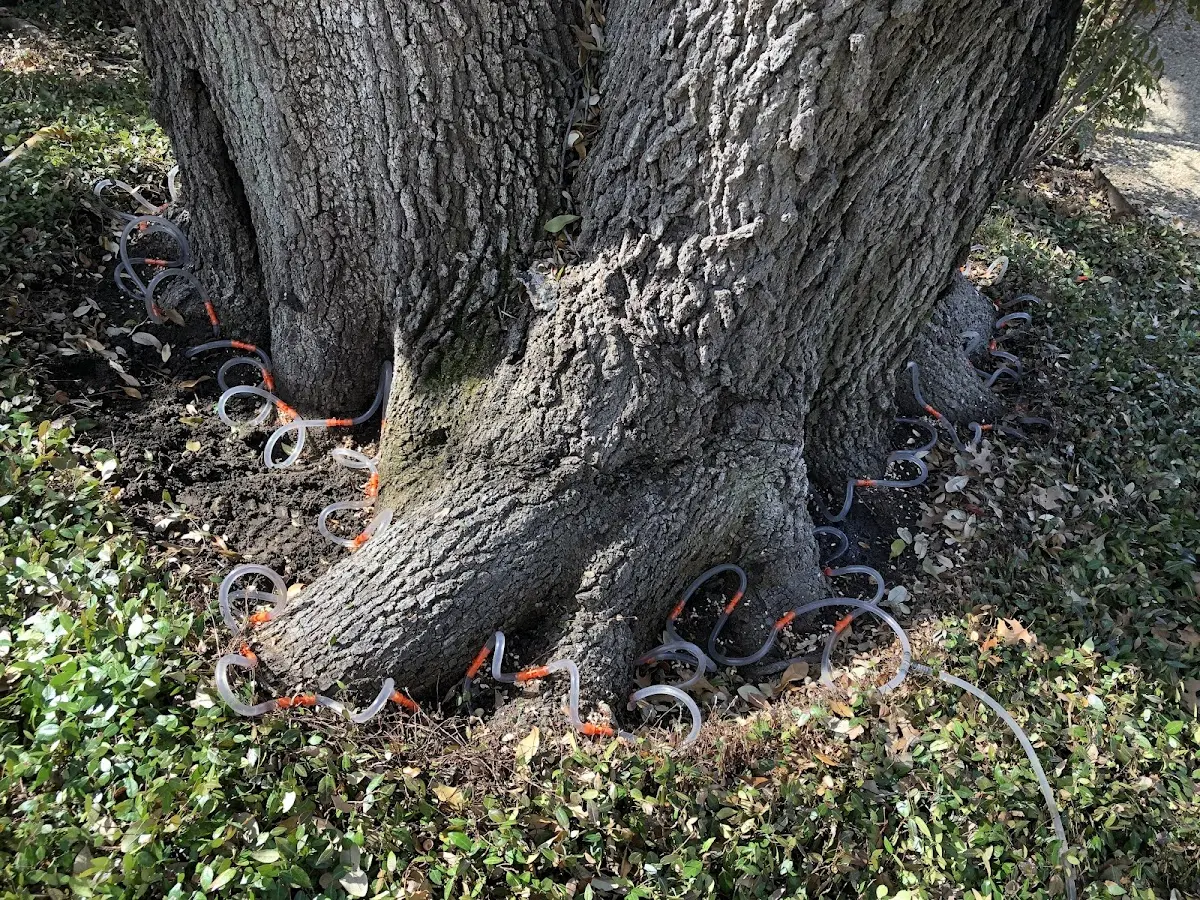 Detailed Tree Cabling and Bracing job site in Saulsbury
