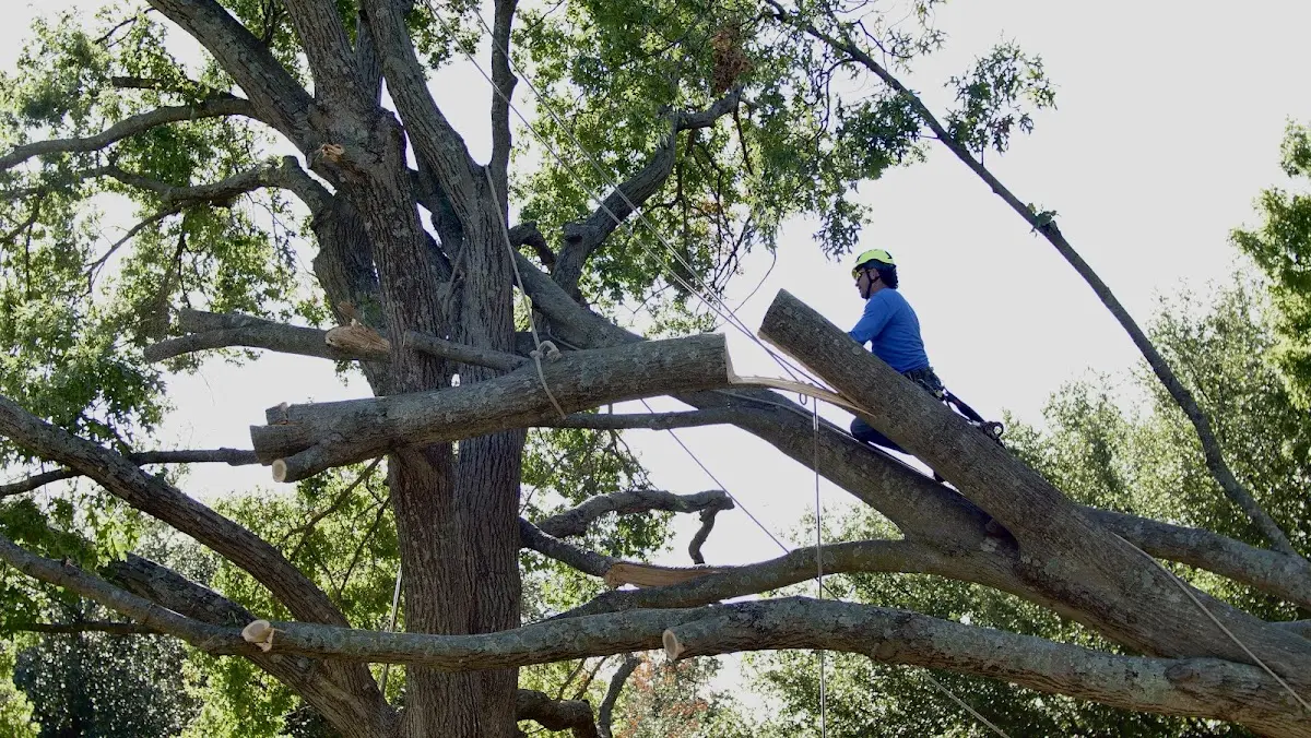 Professional Hazardous Tree Removal performed by certified arborists in Saulsbury