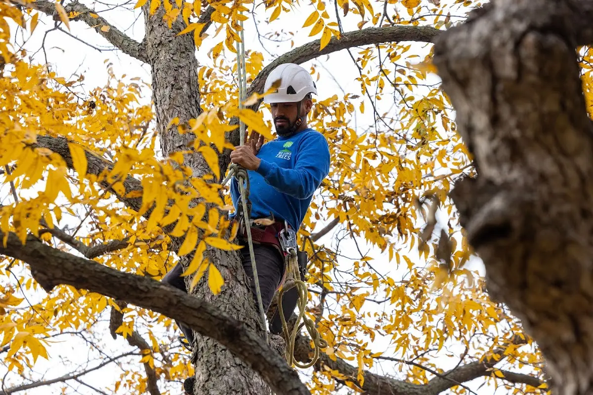 Skilled Tree Transplanting crew working in Saulsbury