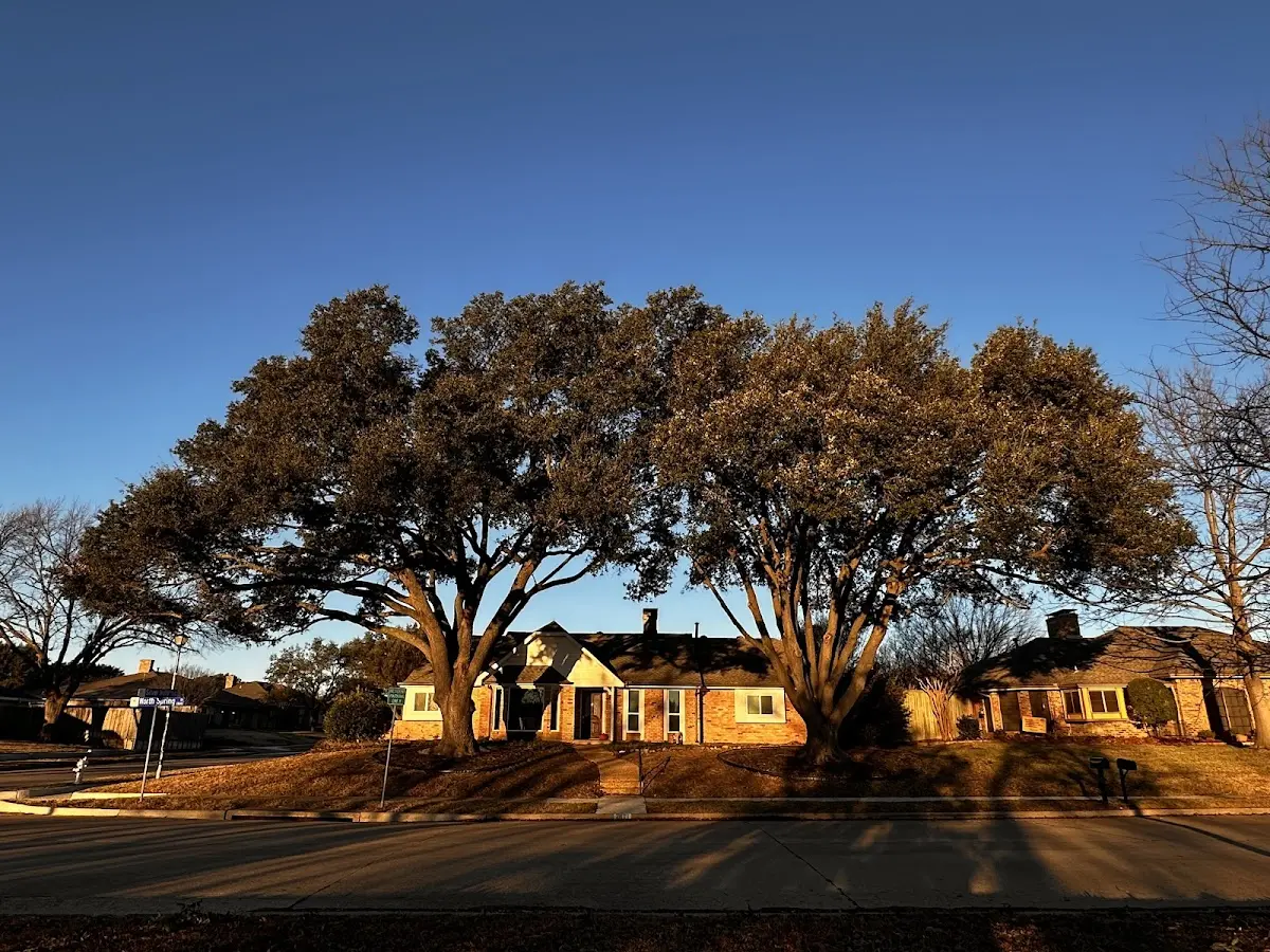 Established residential canopy tree shading a home in Saulsbury